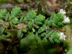 Pimelea carnosa