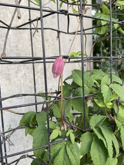 Clematis alpina