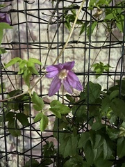Clematis alpina