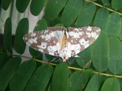 Lymantria atemeles