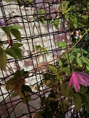 Clematis alpina
