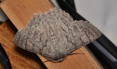 Crypsiphona tasmanica