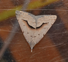 Dichromodes euscia