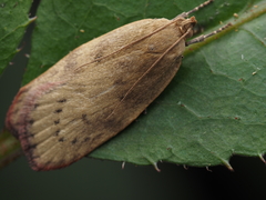 Phaeosaces coarctatella