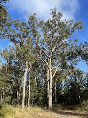 Eucalyptus muelleriana