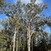 Eucalyptus muelleriana - Photo (c) Dean Nicolle, some rights reserved (CC BY-NC), uploaded by Dean Nicolle
