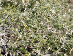 Galium stellatum
