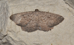 Laophila icasta