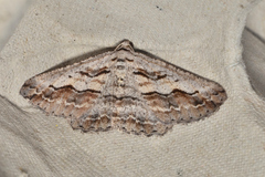 Didymoctenia exsuperata