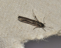 Stathmopodidae