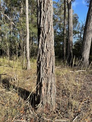Eucalyptus muelleriana