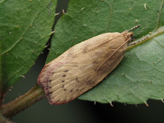 Phaeosaces coarctatella
