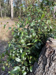 Eucalyptus muelleriana