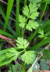 Chaerophyllum
