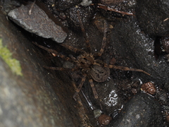 Dolomedes dondalei