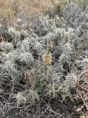 Grusonia clavata