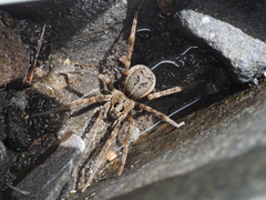 Dolomedes dondalei