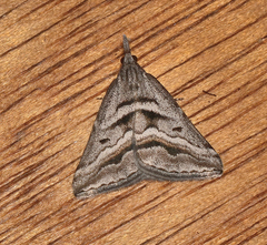 Dichromodes consignata