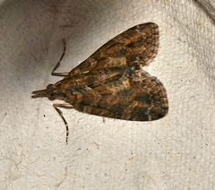 Microdes diplodonta