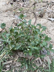 Atriplex suberecta