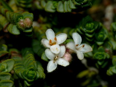 Pimelea carnosa