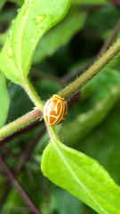 Neocalvia anastomozans