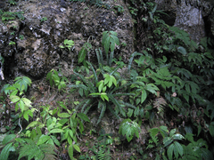 Polystichum subacutidens