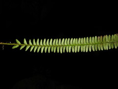 Polystichum subacutidens