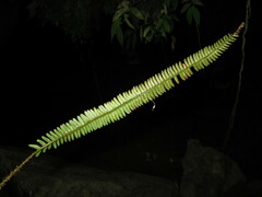 Polystichum subacutidens