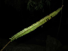 Polystichum subacutidens