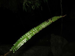Polystichum subacutidens