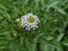 Nasturtium officinale