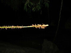 Polystichum subacutidens