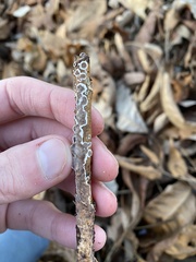 Peniophora albobadia