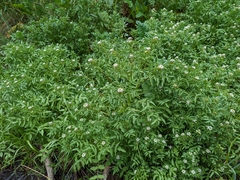 Nasturtium officinale