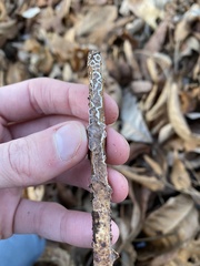 Peniophora albobadia