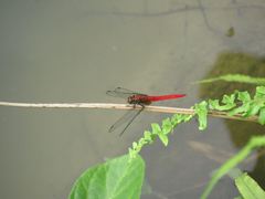 Orthetrum chrysis