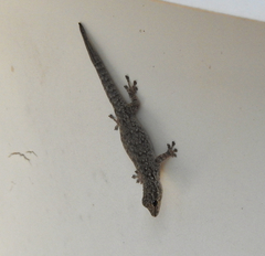 Lygodactylus chobiensis