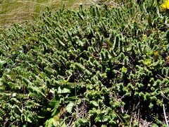 Pimelea carnosa