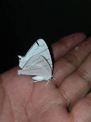 Urapteroides astheniata