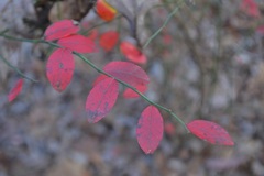 Vaccinium elliottii