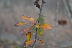 Crataegus spathulata
