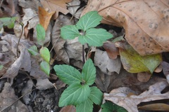 Cardamine diphylla