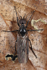 Dilophus serotinus