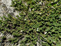 Pimelea carnosa
