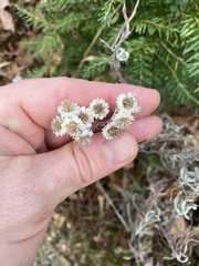 Anaphalis margaritacea