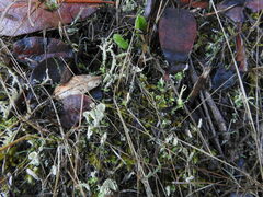 Cladonia asahinae