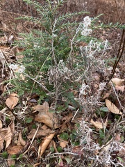 Anaphalis margaritacea