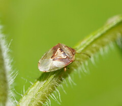 Eupolemus angularis