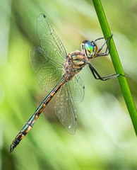 Hemicordulia continentalis